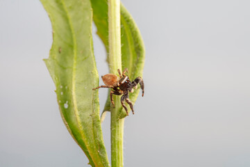 Jumping spider in the wild, North China