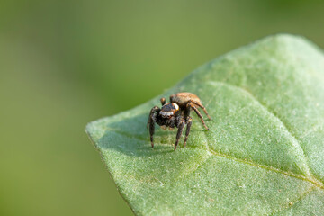 Jumping spider in the wild, North China