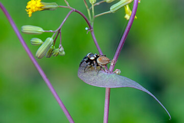 Jumping spider in the wild, North China