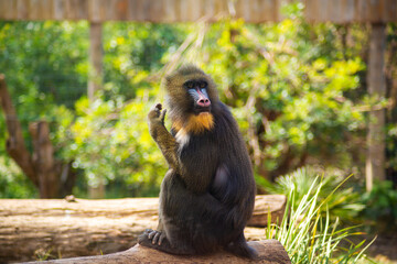 baboon in the woods. Close-up. Wild monkey