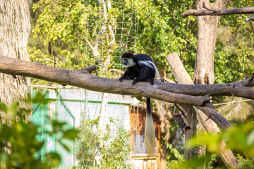Black And White Colobus Monkey wild nature in zoo