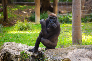 Naklejka premium Little gorilla is bored at the zoo