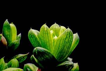 Close up of green succulent plants