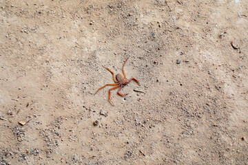 A disabled spider on the land, North China