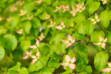 新緑に咲くヤマボウシ