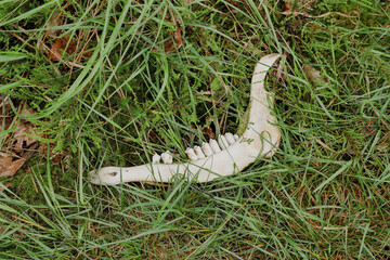 Piece of the jawbone of a dead boar/Bout de mâchoire d'un sanglier mort