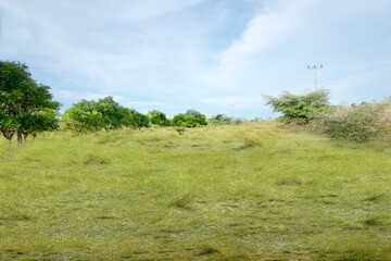 Fototapeta premium Meadow field