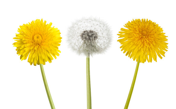 Fototapeta Dandelion  flowers with blowball