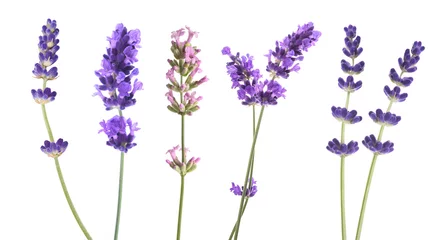 Fotobehang Lavender flowers mix © Scisetti Alfio