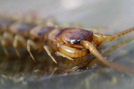 Lithobius is a large genus of centipedes in the family Lithobiidae