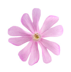 Red campion flower