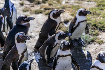 陸上を歩く沢山のペンギン