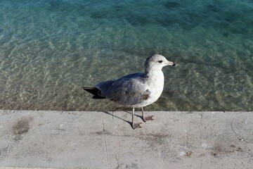 seagull on the beach
