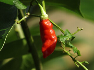 close up,macro fotografy red chili pepper