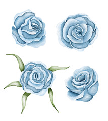 Watercolor blue beautiful rose. Hand drawn vintage illustration