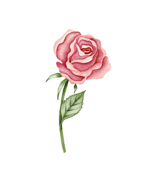 Watercolor red beautiful rose. Hand drawn vintage illustration
