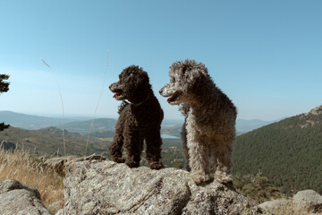 Toy Poodle life