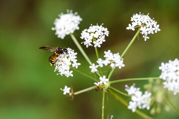 Fototapeta premium a bee in a flower