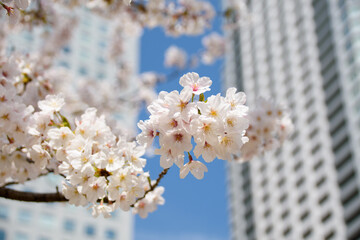 都会のビルの谷間に咲く桜の花