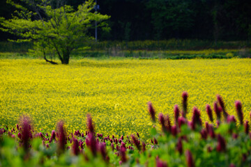 菜の花とクリムゾンクローバーの花（春）
