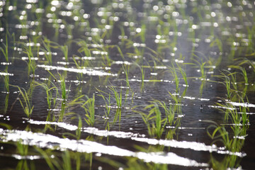 水の入った田んぼの植えられた稲