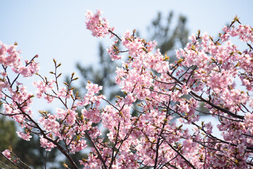 桜が咲く青空の春の風景