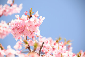 桜が咲く青空の春の風景