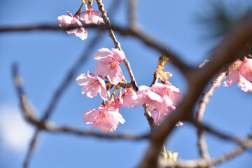 桜が咲く青空の春の風景