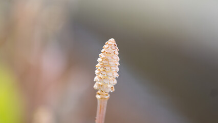 春に育った川沿いにあるつくし