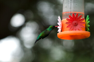 hummingbird at the moment it inserts its beak looking for food