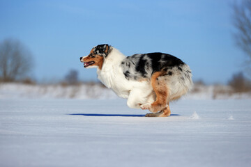 An Australian Shepherd dog runs in the snow during the day in winter in a blue sky