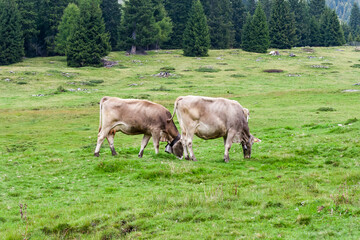 Naklejka premium Italian landscape