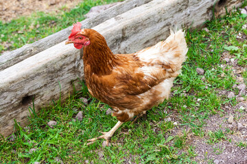 Hen is farm bird outdoor.