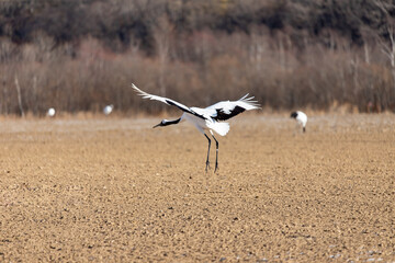 北海道　釧路市のタンチョウ鶴
