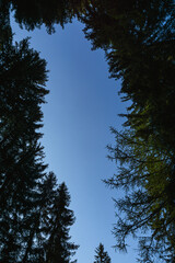 The wood of the upper Anzasca valley with the first lights of the morning, near the town of Macugnaga, Italy - September 2021.
