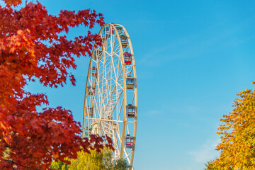 Ferris wheel in the middle of blue sky and yellow and red maple. Sunny autumn day