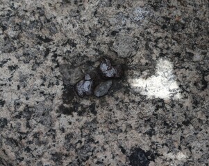 black and white ants