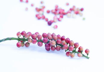 red berries on selective focus isolated on white