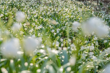 Frühlingsblüher Märzenbecher: Die Pflanze steht unter Naturschutz.