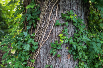 Ivy on the Trunk