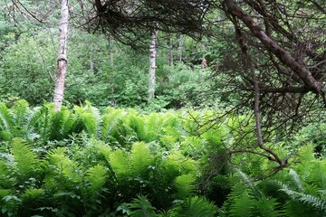 trees in the forest