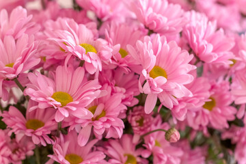 A close up photo of a bunch of pink chrysanthemum flowers with yellow centers and white tips on their petals. Chrysanthemum pattern. Cluster of pink chrysanthemum flowers. Selective focus.
