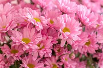 Obraz premium A close up photo of a bunch of pink chrysanthemum flowers with yellow centers and white tips on their petals. Chrysanthemum pattern. Cluster of pink chrysanthemum flowers. Selective focus.