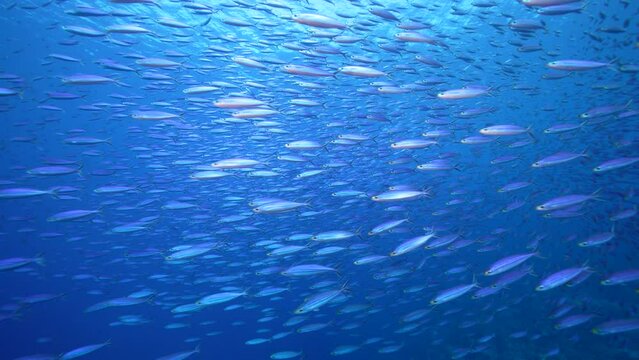 Seascape with School of Fish, Boga fish in the coral reef of the Caribbean Sea, Curacao