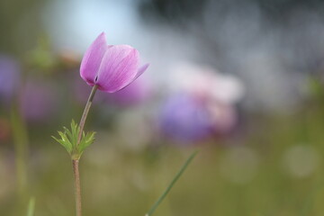 anemone flower (anemone coronaria) in spring time