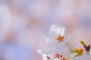 Naklejka na ściany i meble 桜 / Japanese Cherry Blossom