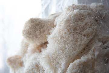 Hericium erinaceus or Lions mane mushrooms on a plate with Chinese sticks. © TaylerDerden