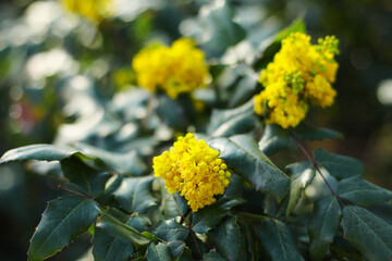 Mahonia aquifolium oregon grape. Oregon-grape or Oregon grape is a species of flowering plant in the family Berberidaceae, native to western North America.