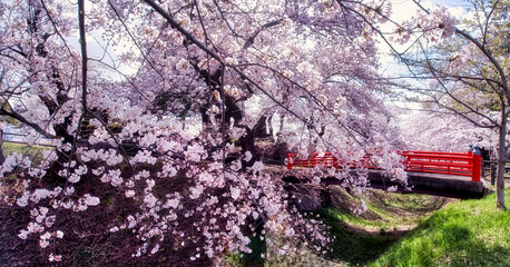 桜 / Japanese Cherry Blossom