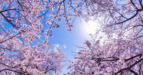 ハート型の桜間 / Japanese Cherry Blossom Heart-shaped space